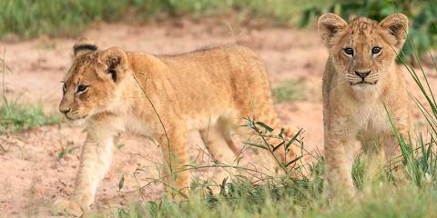 7-Day Sipi Falls, Kidepo Valley NP, and Moroto Tour