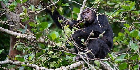 8-Day Gorillas, Murchison Falls & Kibale Chimp Trek