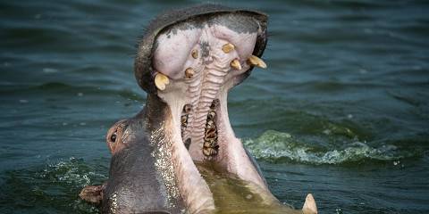 7-Day Explore Uganda Gorillas Chimps and Wildlife Safari
