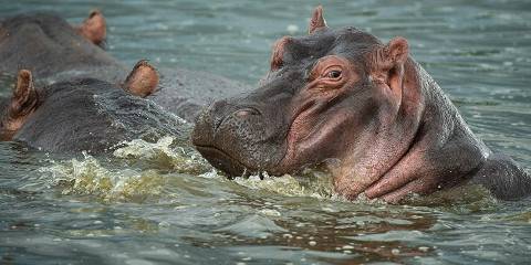 7-Day Uganda Big 5, Chimps and Gorilla Safari