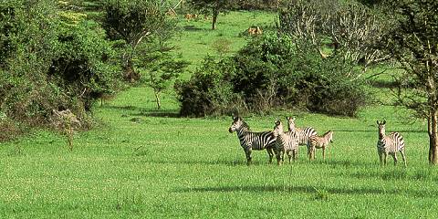 The Pearl of Africa Safari