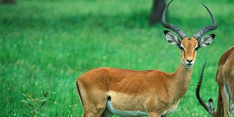 8-Day Explore the Pearl of Africa and Wildlife
