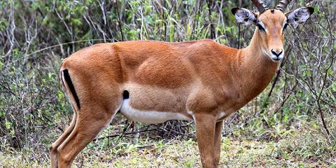 1-Day Lake Mburo National Park Safari