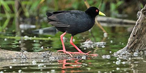 15-Day Midrange - Northern & Eastern Uganda Birding Tour