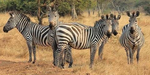 3-Day Lake Mburo National Park - Zebra & Savannah Walk