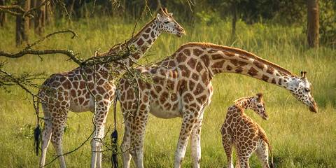 4-Day Lake Mburo Wildlife Safari & Bwindi Gorilla Trek