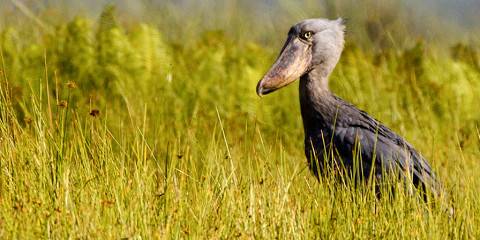7-Day Ultimate Uganda Birding Safari, Birder's Paradis