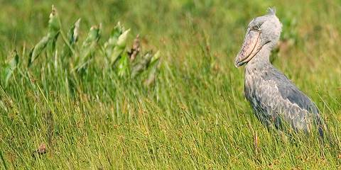 Shoebill Tracking in Mabamba Swamp