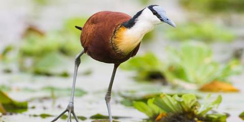 16-Day Birding and Wildlife Experience