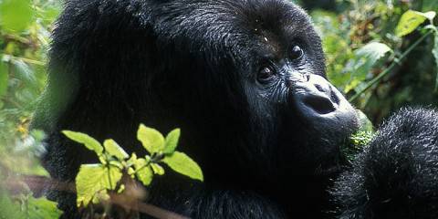 9-Day Explore Uganda's Fines National Parks