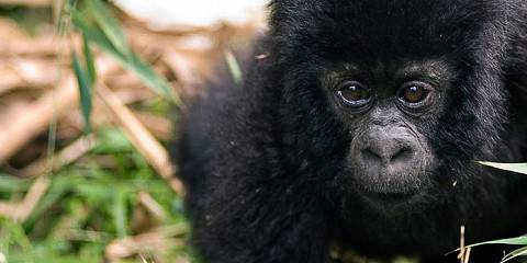 9-Day Tanzania Wildlife Safari & Uganda Gorilla Trekking