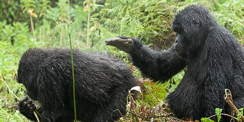12-Day Unforgettable Gorilla and Wild Safari Holiday