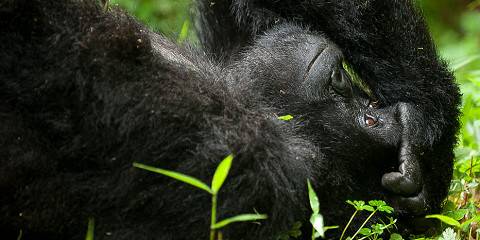 4-Day Mountain Gorilla Trekking and Lake Bunyonyi Escape