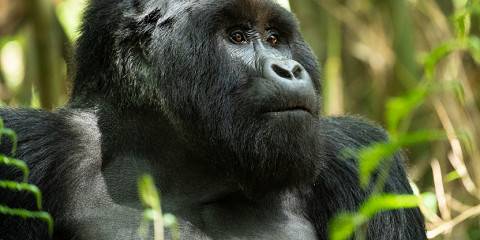 5-Day Uganda Gorilla & Wildlife Camping Safari