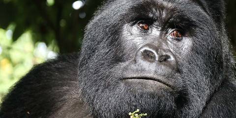 Quest for Gorillas & Chimps in the Mist Uganda