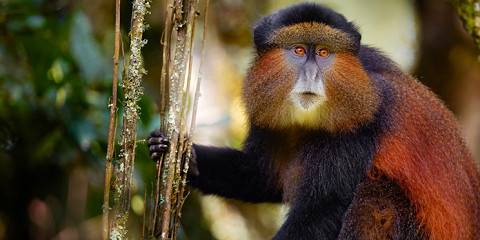 4-Day Uganda Gorillas and Golden Monkeys Safari