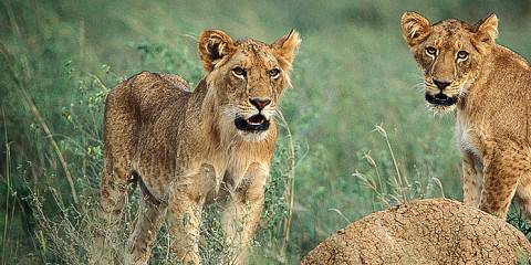 4-Day Queen Elizabeth National Park and Semuliki Fort