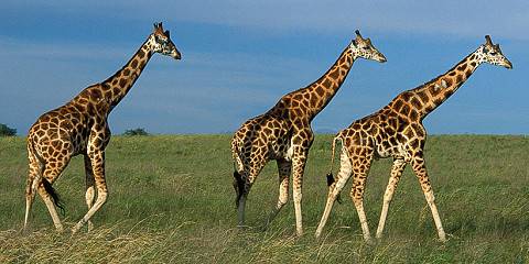 3-Day Murchison Falls Safari Budget