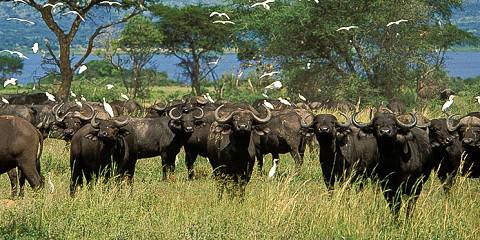4-Day Kigali – Queen Elizabeth – Bwindi – Kigali