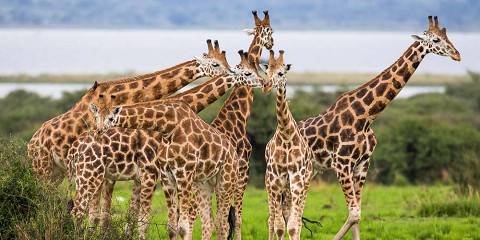 9-Day Best of Uganda Safari