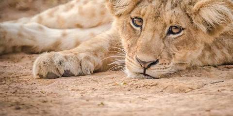 3-Day Short Uganda Murchison Falls Budget Tour