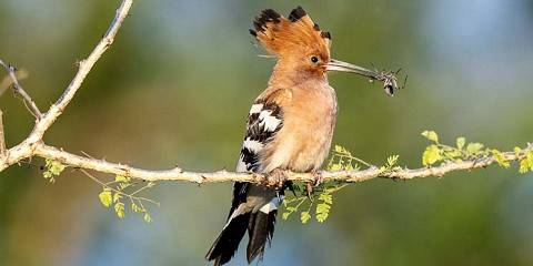 3-Day Magical Birding in Uganda