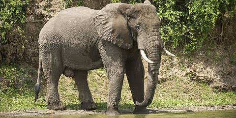 5-Day Uganda Gorilla and Chimpanzee Safari Tour