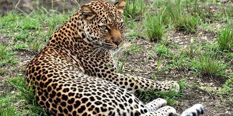 5-Day A Scenic Uganda Wildlife Safari and Lake Bunyonyi