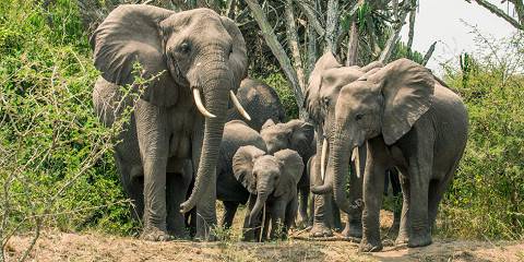 10-Day Ibanga Signature Safari