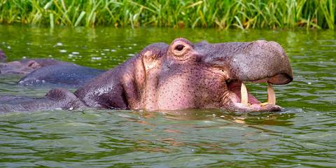 Explore Rusizi National Park & Bujumbura City Tour