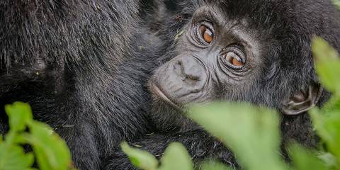 3-Day Uganda Gorilla Trekking Safari- Bwindi Forest Park