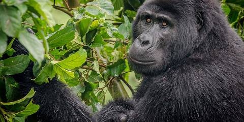 Uganda Big 5, Gorillas, Chimps & Wildlife Tour