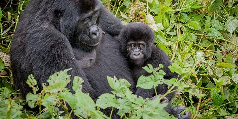 4-Day Gorilla Safari