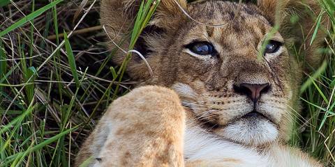 3-Day Safari in Queen Elizabeth National Park Uganda