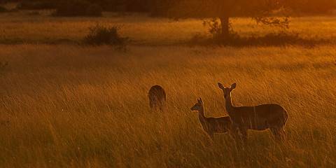 Uganda Gorillas, Wildlife Safari and Cultural Tour