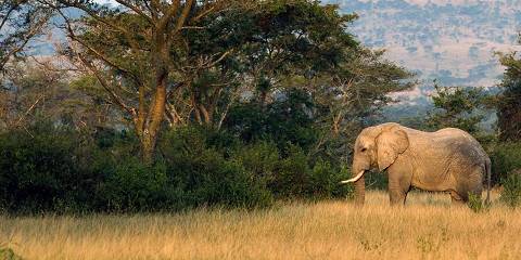 3-Day Queen Elizabeth National Park Safari Adventure