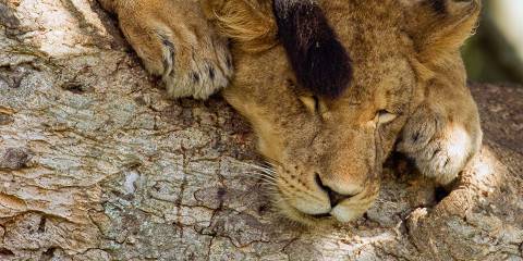 12-Day Land of the Mountain Gorillas and Big Five