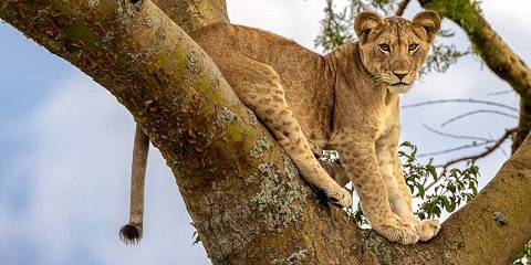 3-Day Safari in Queen Elizabeth National Park