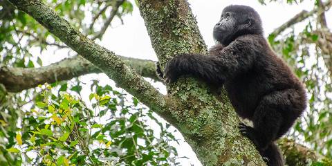 1-Day An Unforgettable Bwindi Gorilla Tour