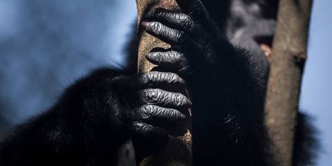 7-Day Gorilla/Chimp Trekking & Game Drive Safari Uganda