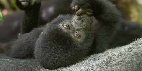 5-Day Gorilla Tracking and Queen Elizabeth National Park