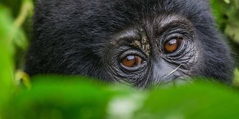 3-Day Ultimate -Rwanda–Uganda Gorilla Trekking Tour