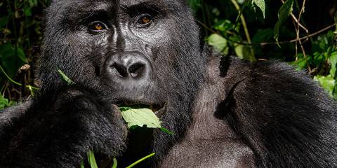 11-Day Best of Uganda Gorilla Trekking & Big 5 Safari