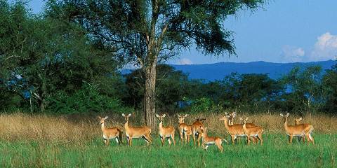 5-Day Semuliki, Amabere Caves & Queen Elizabeth Safari