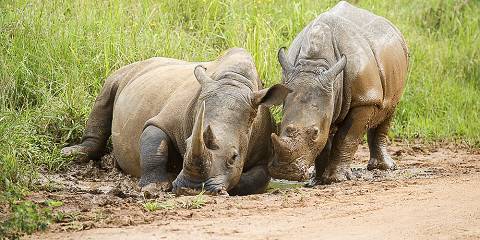 8-Day Best of Uganda's Epic Safari