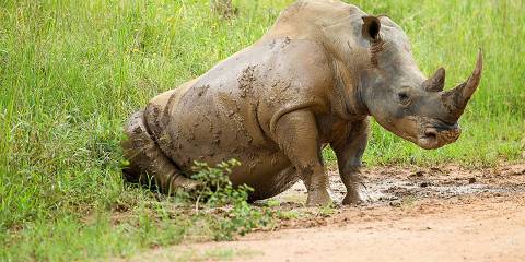 5-Day Uganda Big Five Safari & Chimpanzee Tracking Tour