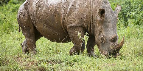16-Day Magic of Nature Wildlife Safari