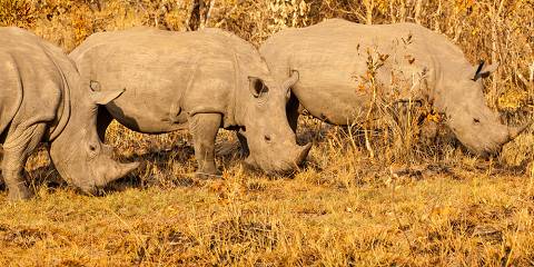 15-Day Around Uganda Safari and Staycation