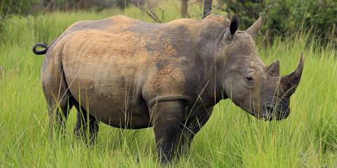 5-Day Best of Big Five Uganda and Rwanda Hoilday Safari