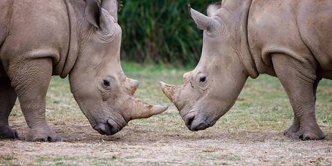 3-Day Murchison Falls National Park Safari Experience